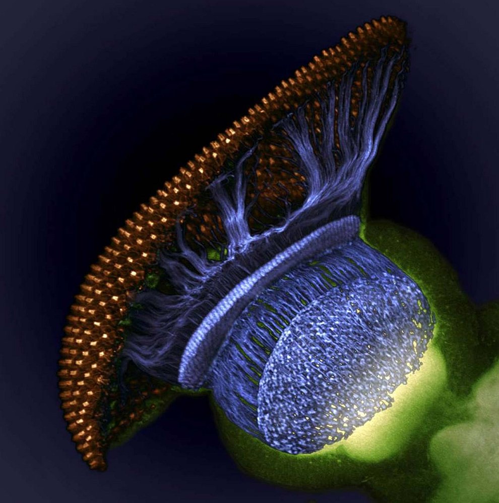 Конкурс микрофотографии Nikon small world 2012 Конкурс микрофотографии Nikon small world 2012