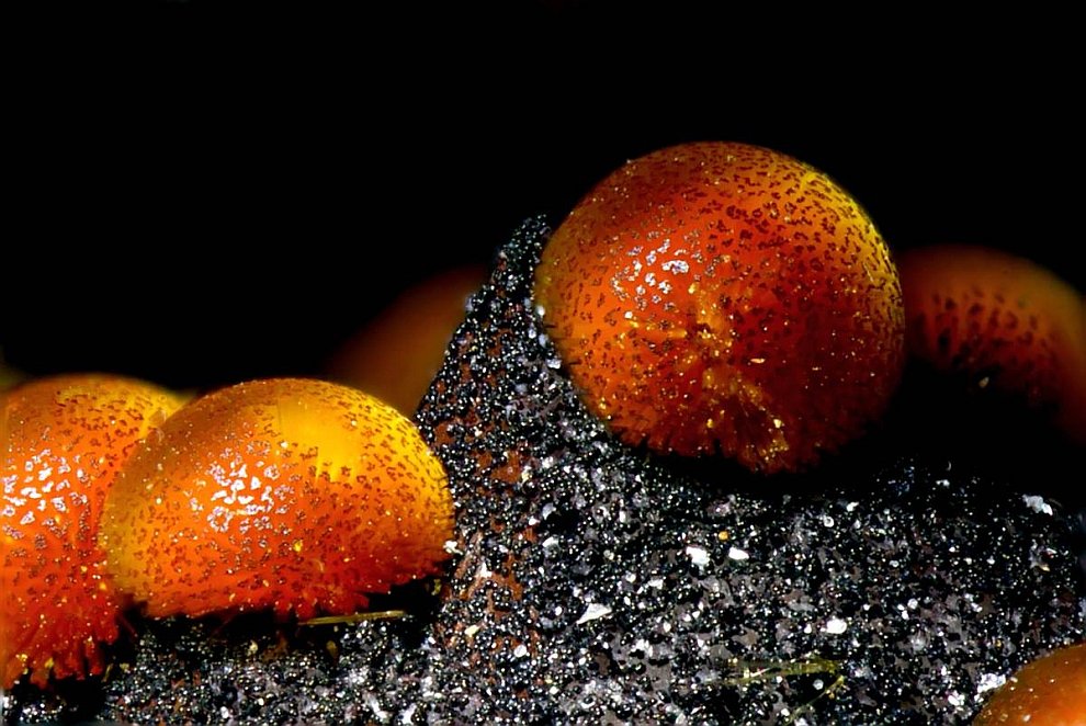 Конкурс микрофотографии Nikon small world 2012 Конкурс микрофотографии Nikon small world 2012