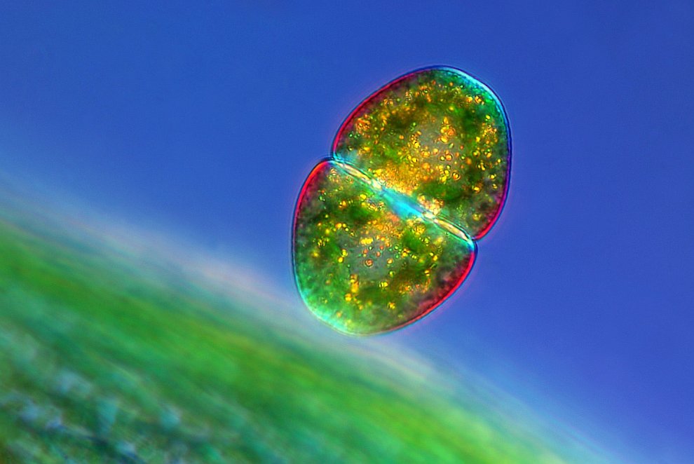 Конкурс микрофотографии Nikon small world 2012 Конкурс микрофотографии Nikon small world 2012