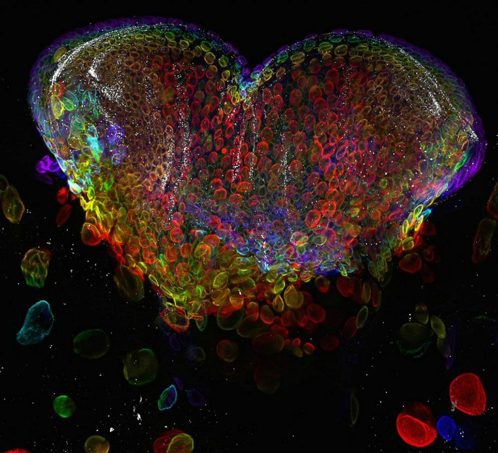 Конкурс микрофотографии Nikon small world 2012 Конкурс микрофотографии Nikon small world 2012