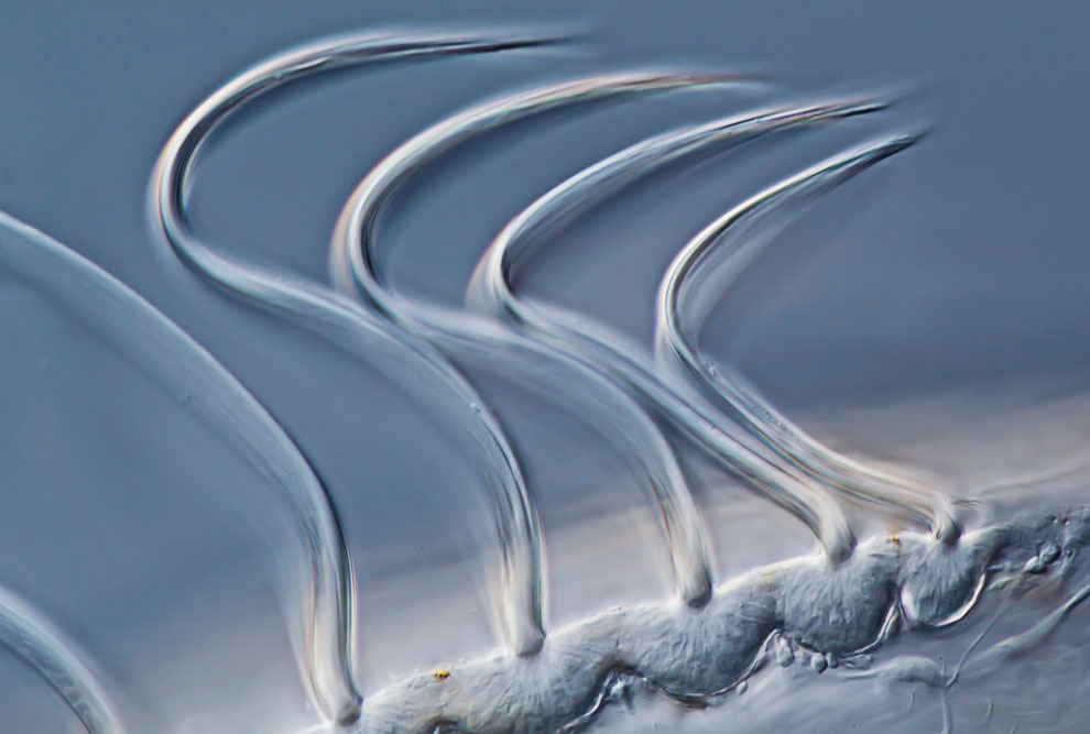 Конкурс микрофотографии Nikon small world 2012 Конкурс микрофотографии Nikon small world 2012