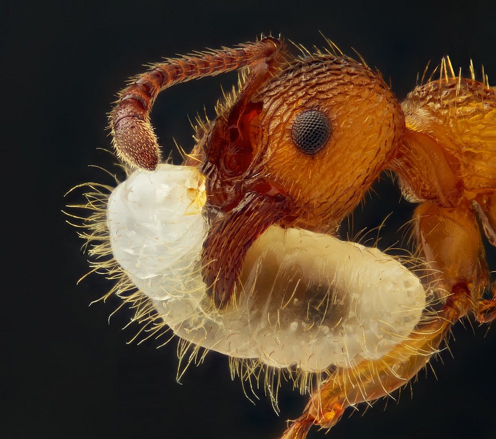 Конкурс микрофотографии Nikon small world 2012 Конкурс микрофотографии Nikon small world 2012