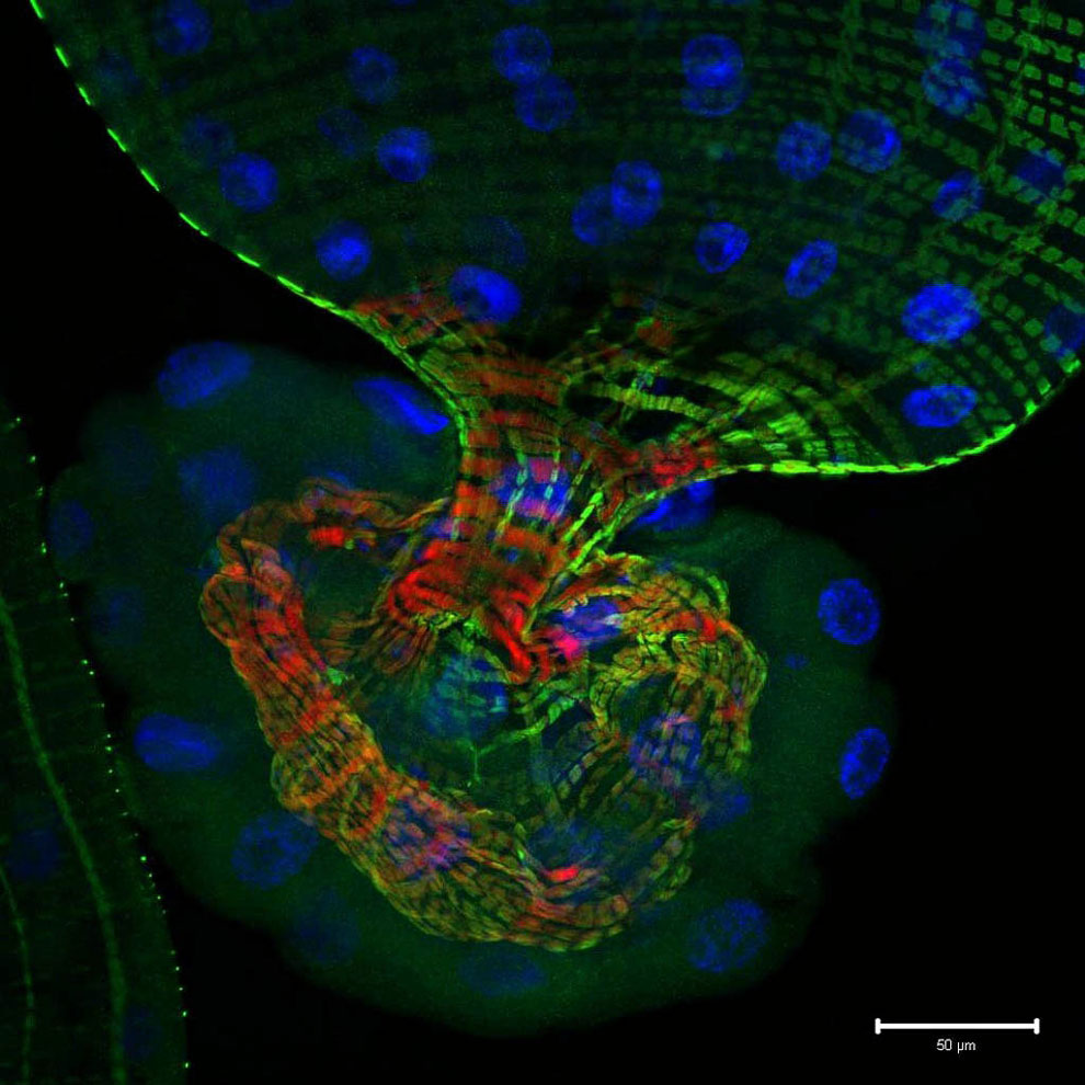 Конкурс микрофотографии Nikon small world 2012 Конкурс микрофотографии Nikon small world 2012