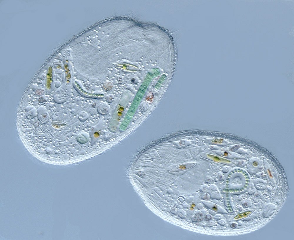 Конкурс микрофотографии Nikon small world 2012 Конкурс микрофотографии Nikon small world 2012