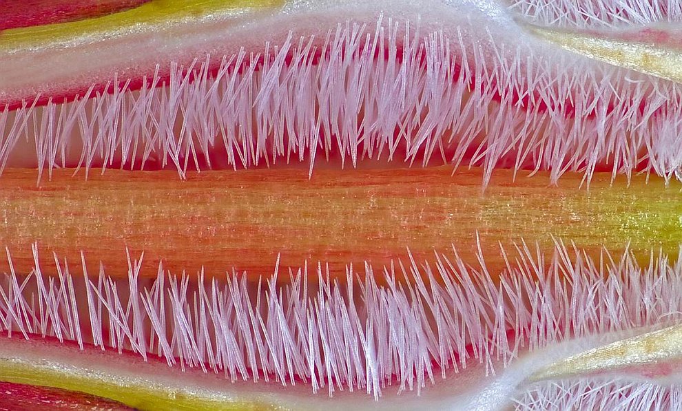 Конкурс микрофотографии Nikon small world 2012 Конкурс микрофотографии Nikon small world 2012