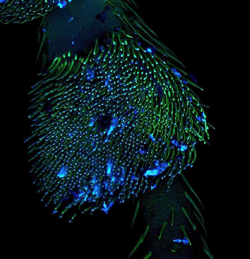 Конкурс микрофотографии Nikon small world 2012 Конкурс микрофотографии Nikon small world 2012