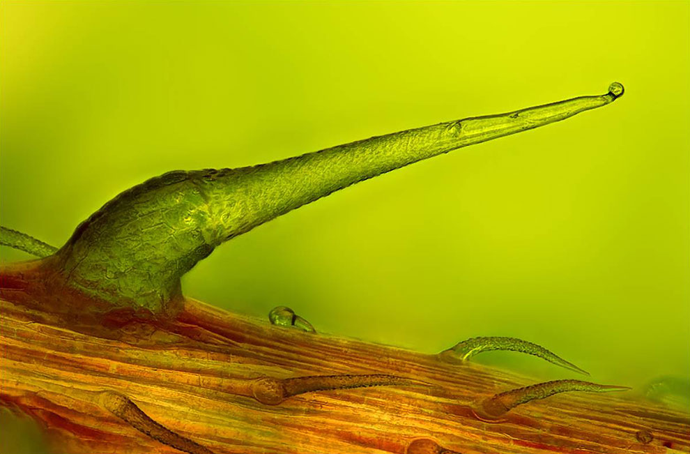 Конкурс микрофотографии Nikon small world 2012 Конкурс микрофотографии Nikon small world 2012