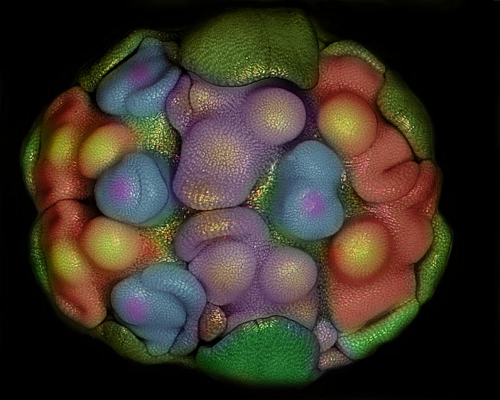 Конкурс микрофотографии Nikon small world 2012 Конкурс микрофотографии Nikon small world 2012