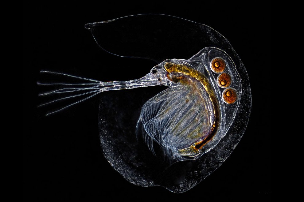 Конкурс микрофотографии Nikon small world 2012 Конкурс микрофотографии Nikon small world 2012