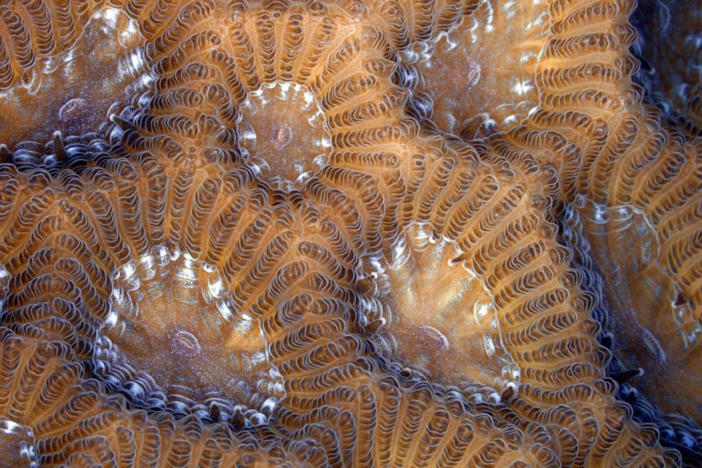 Конкурс микрофотографии Nikon small world 2012 Конкурс микрофотографии Nikon small world 2012