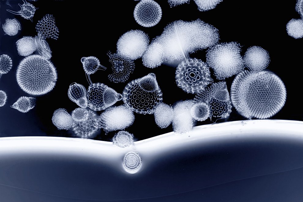 Конкурс микрофотографии Nikon small world 2012 Конкурс микрофотографии Nikon small world 2012
