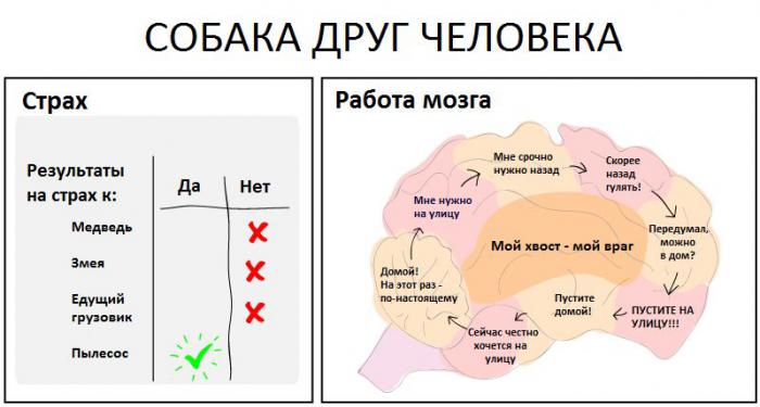 Что такое собака (2 фото)
