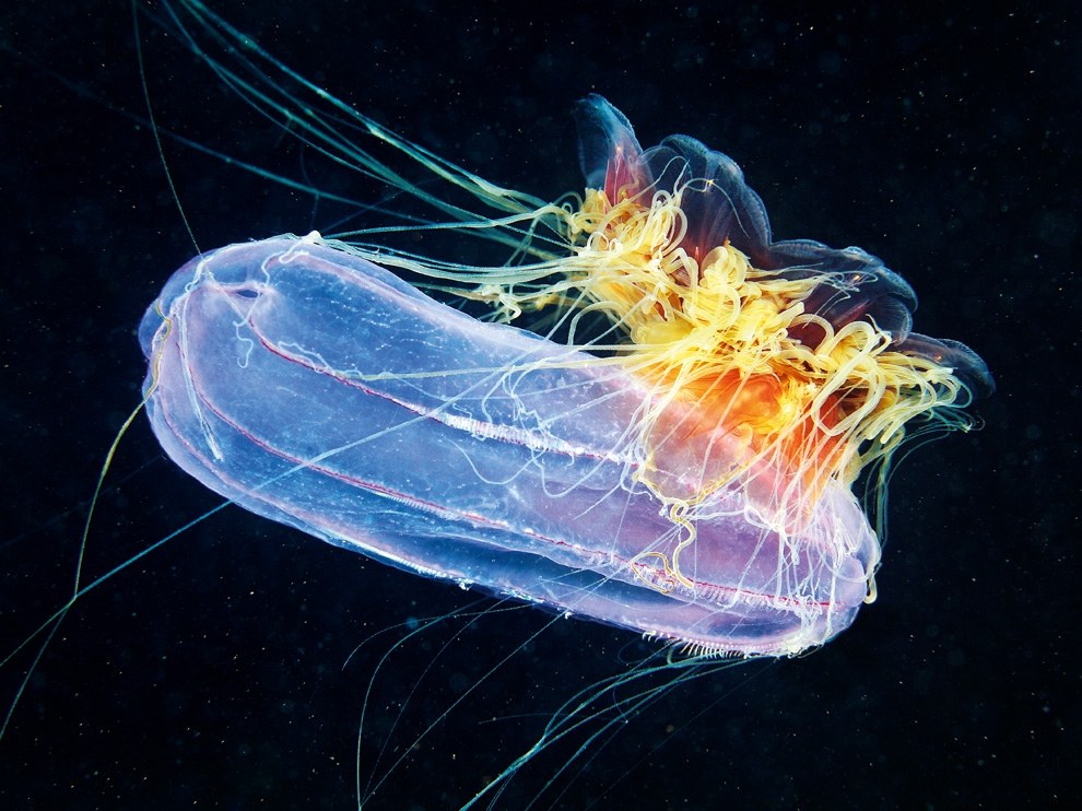 National Geographic: лучшие фотографии октября National Geographic: лучшие фотографии октября