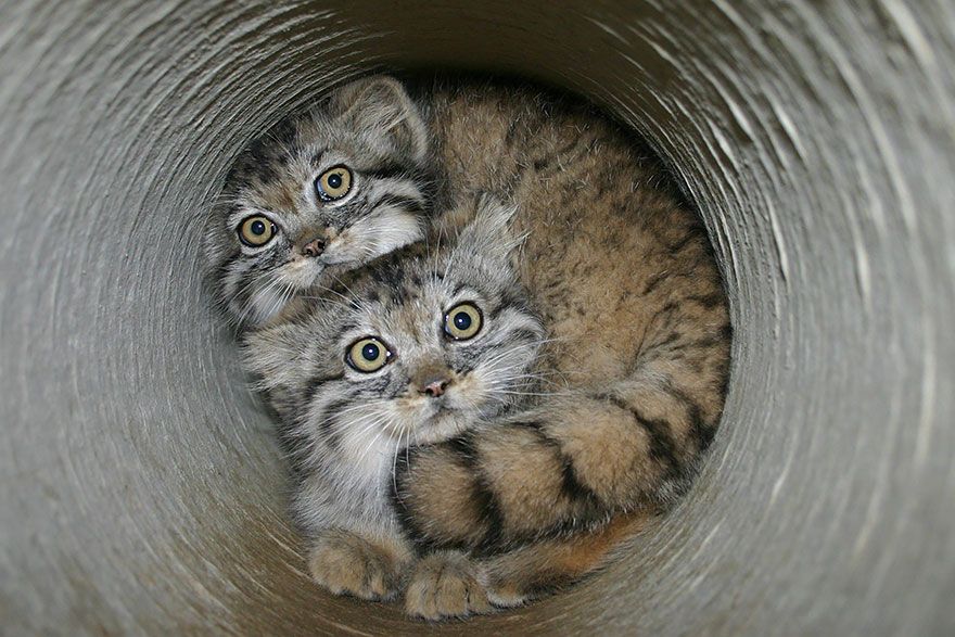 Экспрессивные дикие кошки прошлого