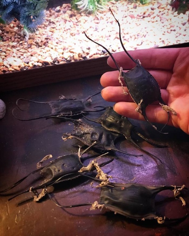 Странные "пластиковые мешки" на побережье Северной Каролины