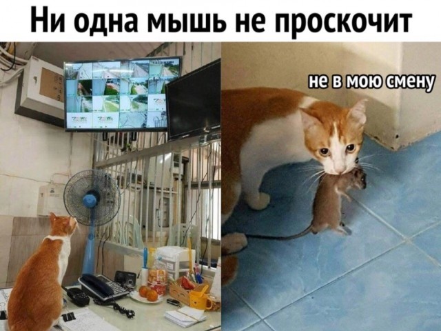 Нестандартный юмор с просторов сети