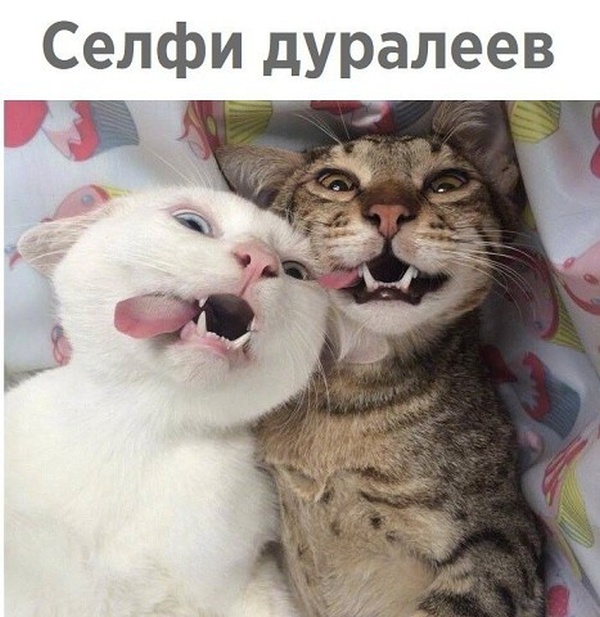 Нестандартный юмор с просторов сети