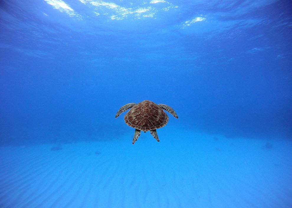 Лучшее с конкурса фотографии National Geographic 2012. Часть 2