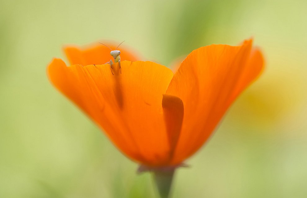 Лучшее с конкурса фотографии National Geographic 2012. Часть 2