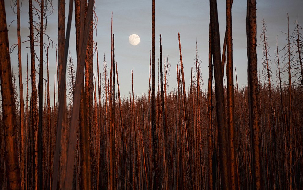 Лучшее с конкурса фотографии National Geographic 2012. Часть 2