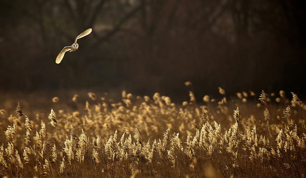 Лучшее с конкурса фотографии National Geographic 2012. Часть 2