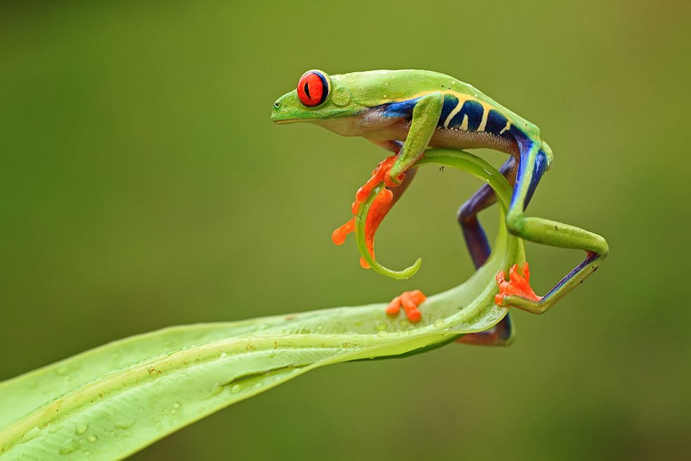 Лучшее с конкурса фотографии National Geographic 2012. Часть 2