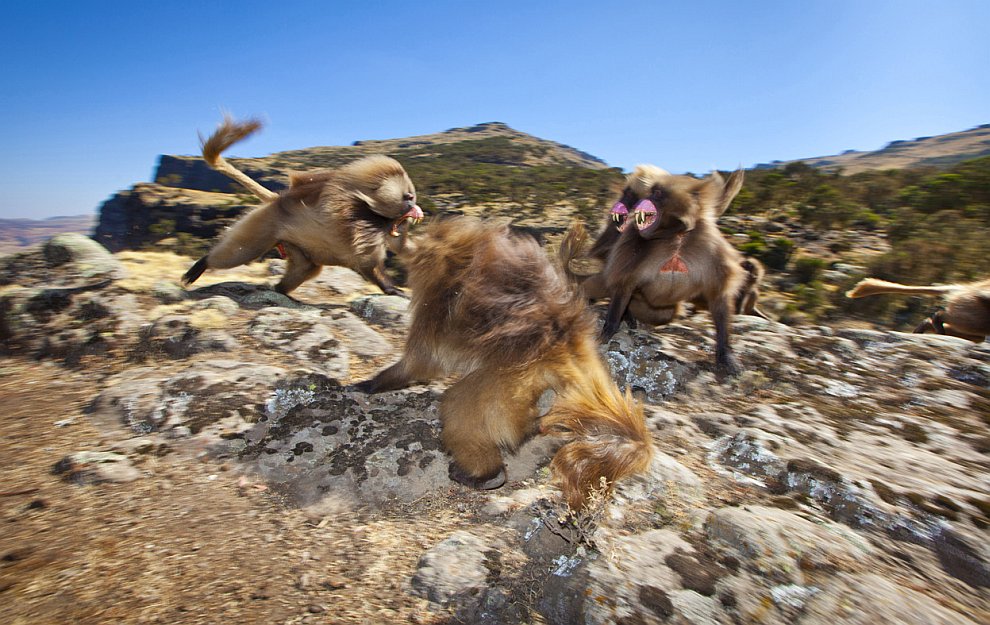 Лучшее с конкурса фотографии National Geographic 2012. Часть 2