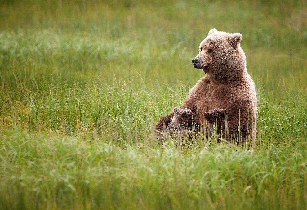 Лучшее с конкурса фотографии National Geographic 2012. Часть 2