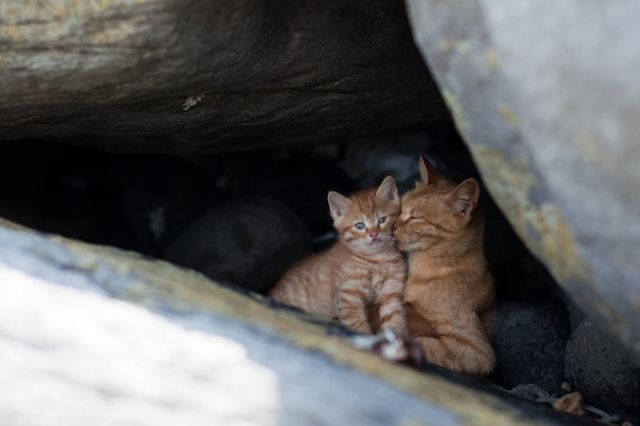 Японский остров котов