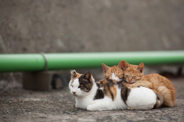 Японский остров котов