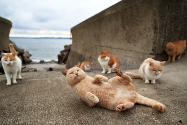 Японский остров котов