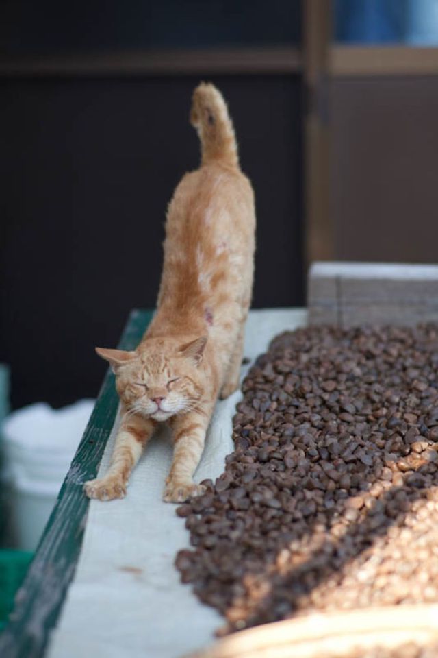 Японский остров котов