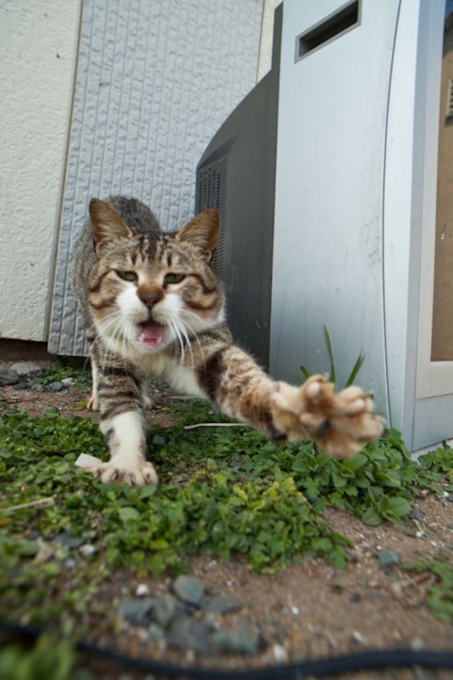 Японский остров котов