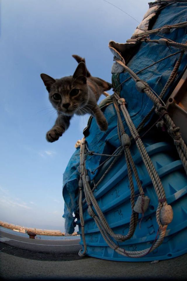 Японский остров котов