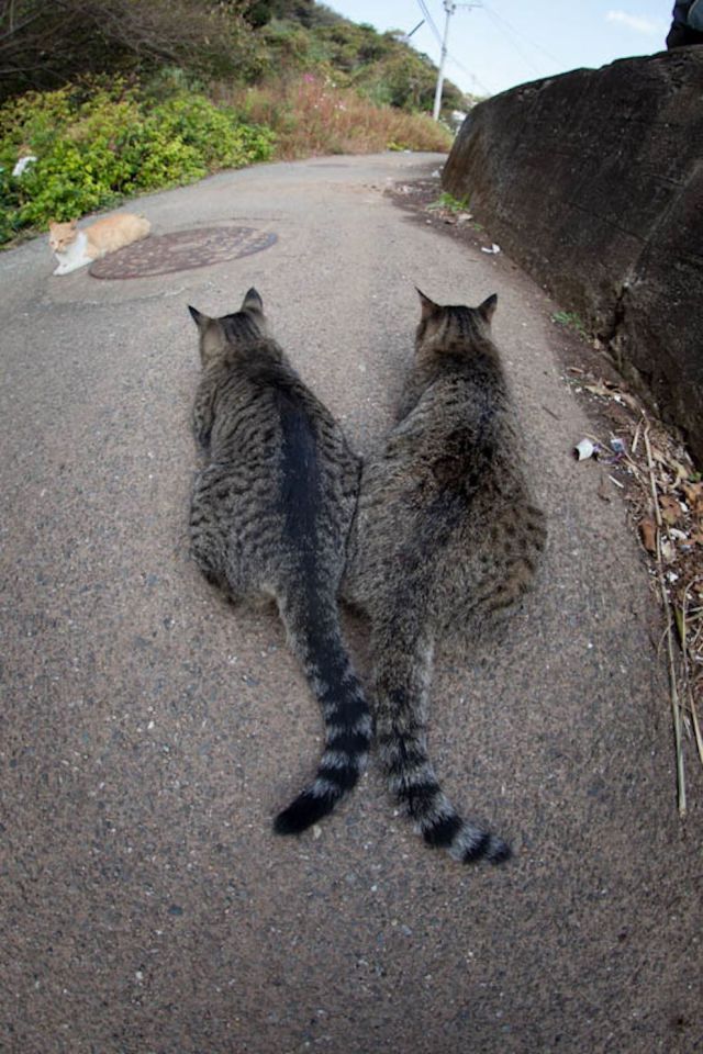 Японский остров котов