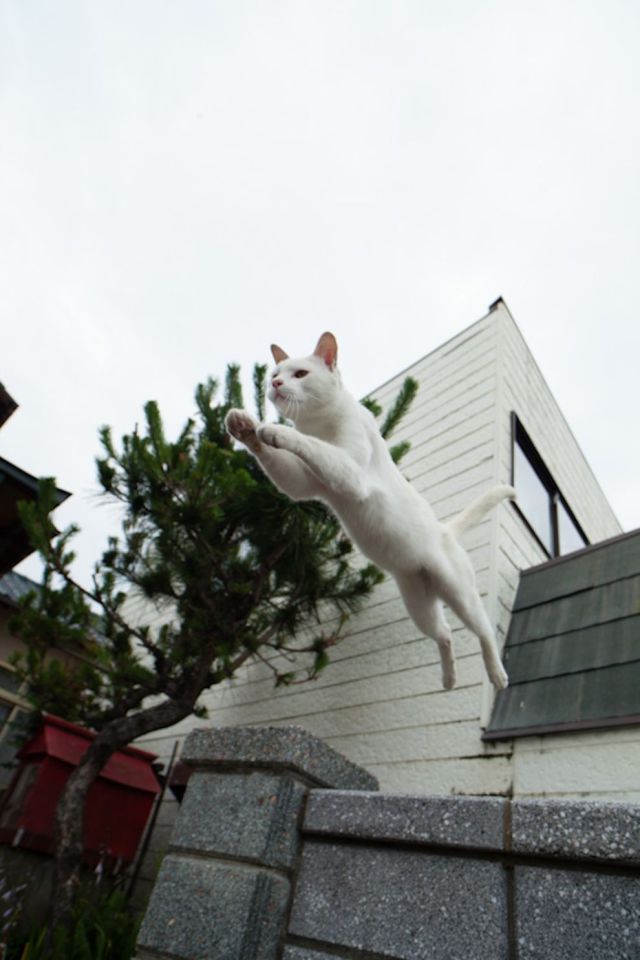 Японский остров котов