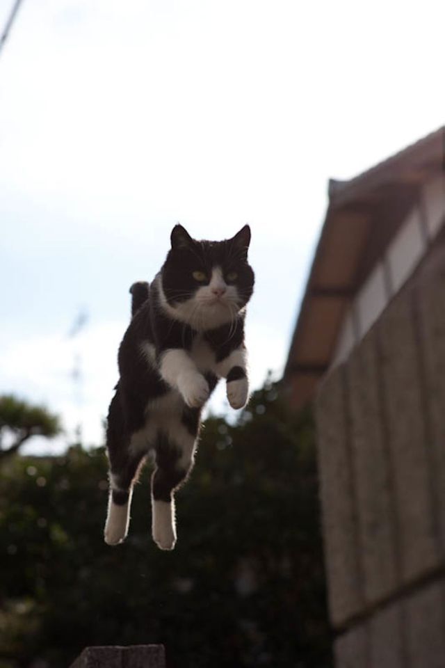 Японский остров котов