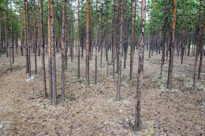 Домашний город Лукойла (40 фото)