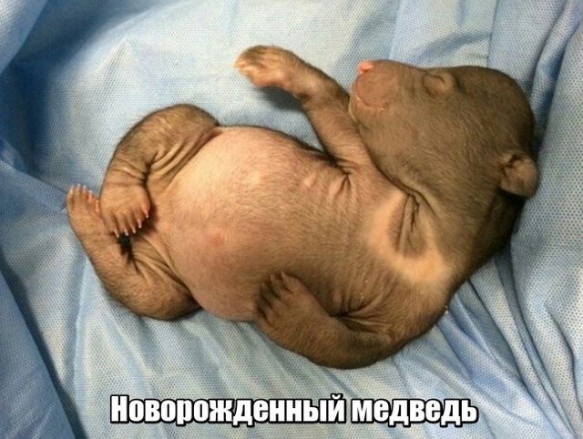 Прикольные картинки