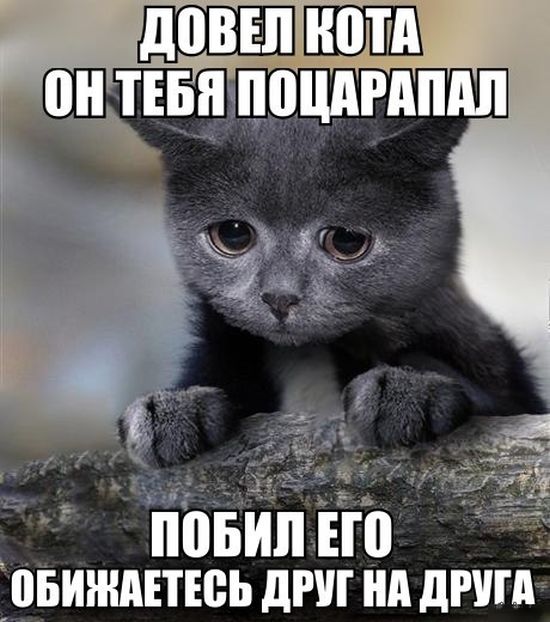 Прикольные картинки (91 фото)