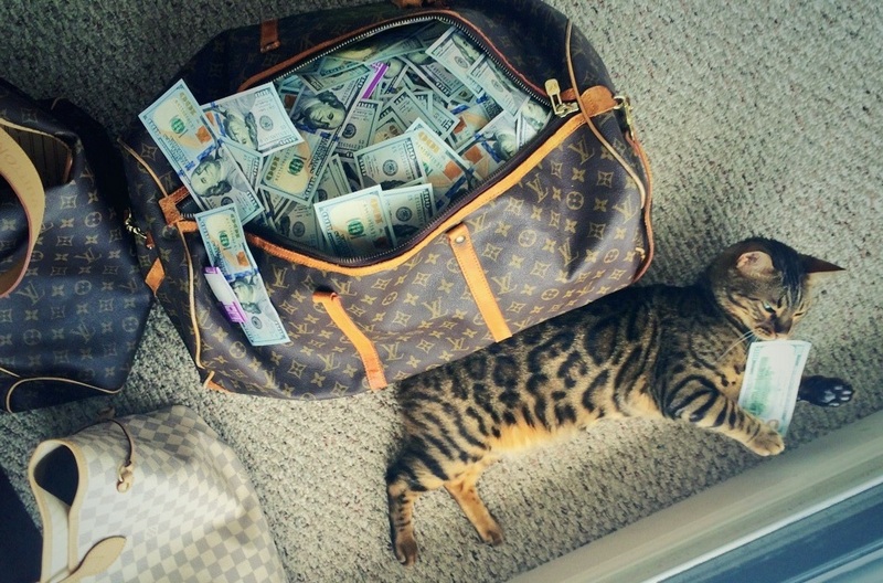 Мир богатых кошек