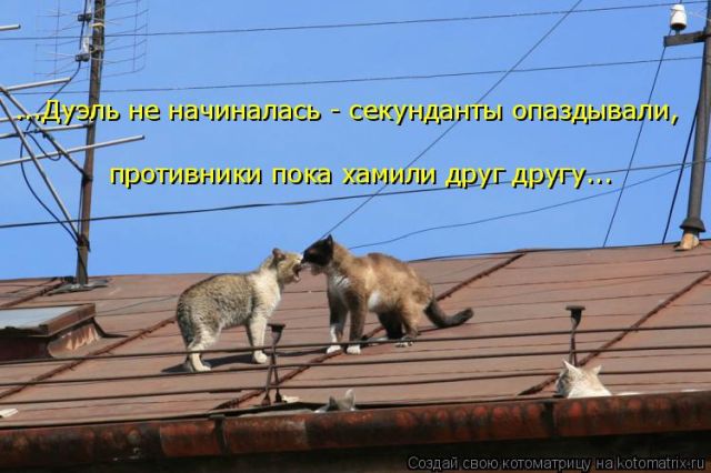 Лучшие котоматрицы недели