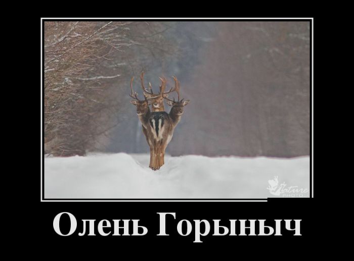 Демотиваторы