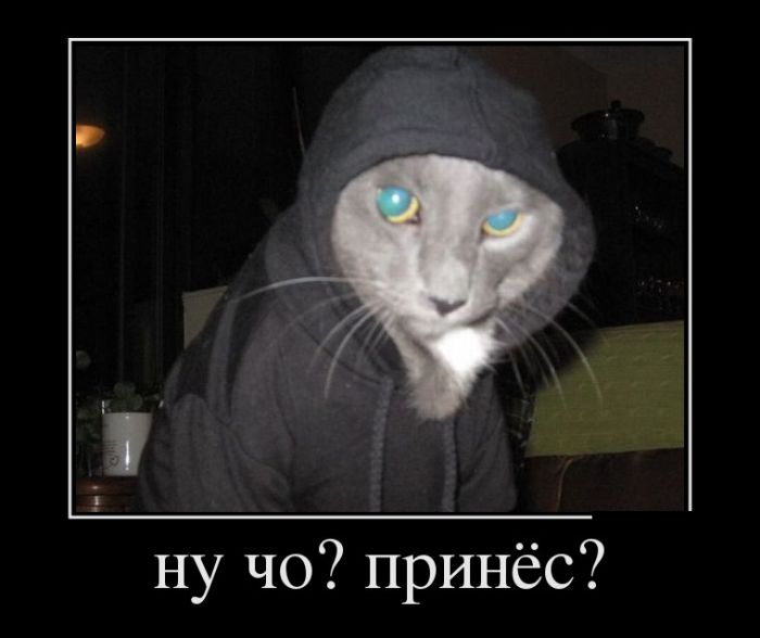 Демотиваторы