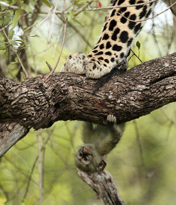 Животные в фотографиях