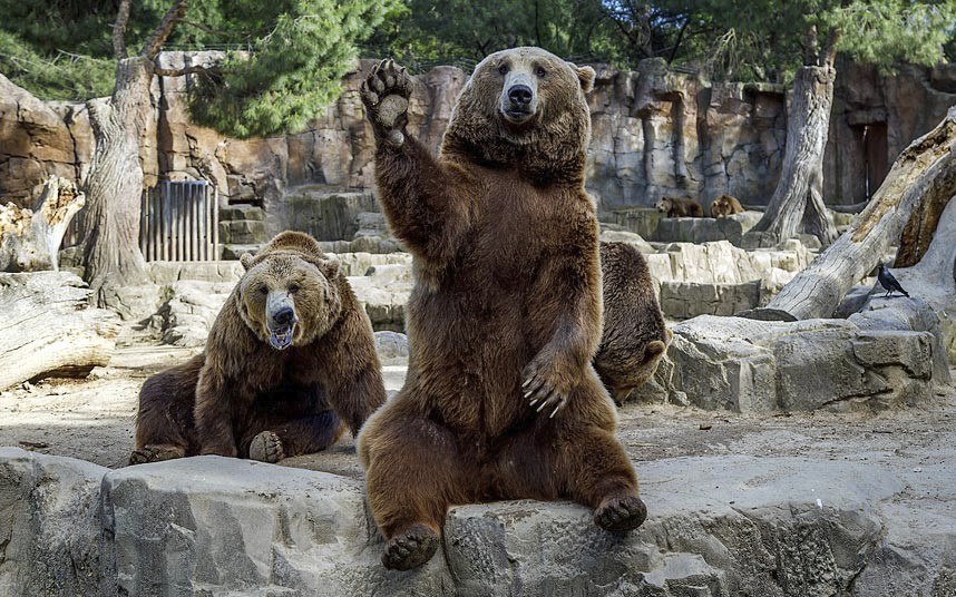 Животные в фотографиях