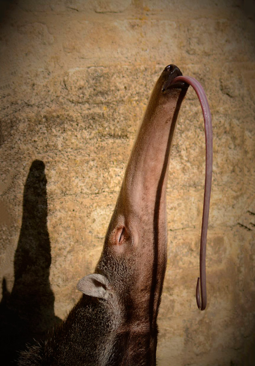 Животные в фотографиях