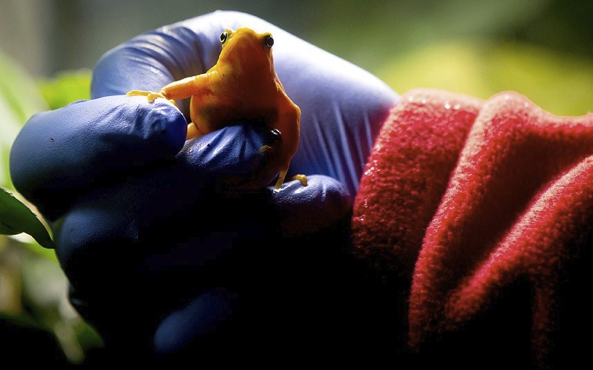 Животные в фотографиях