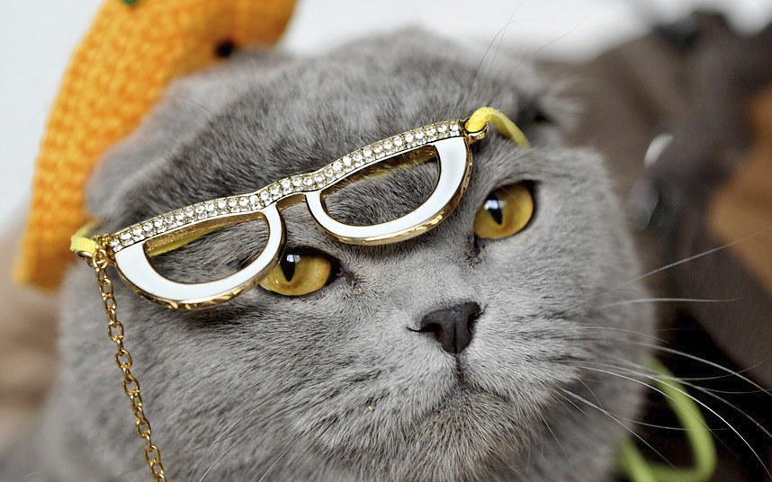 Животные в фотографиях