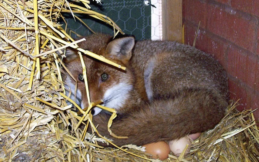 Животные в фотографиях